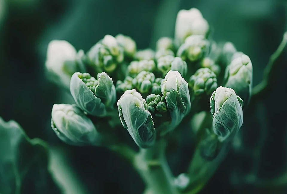 Pflanzendetail als Ausdruck von Innovation und Nachhaltigkeit in der Haarkosmetik.